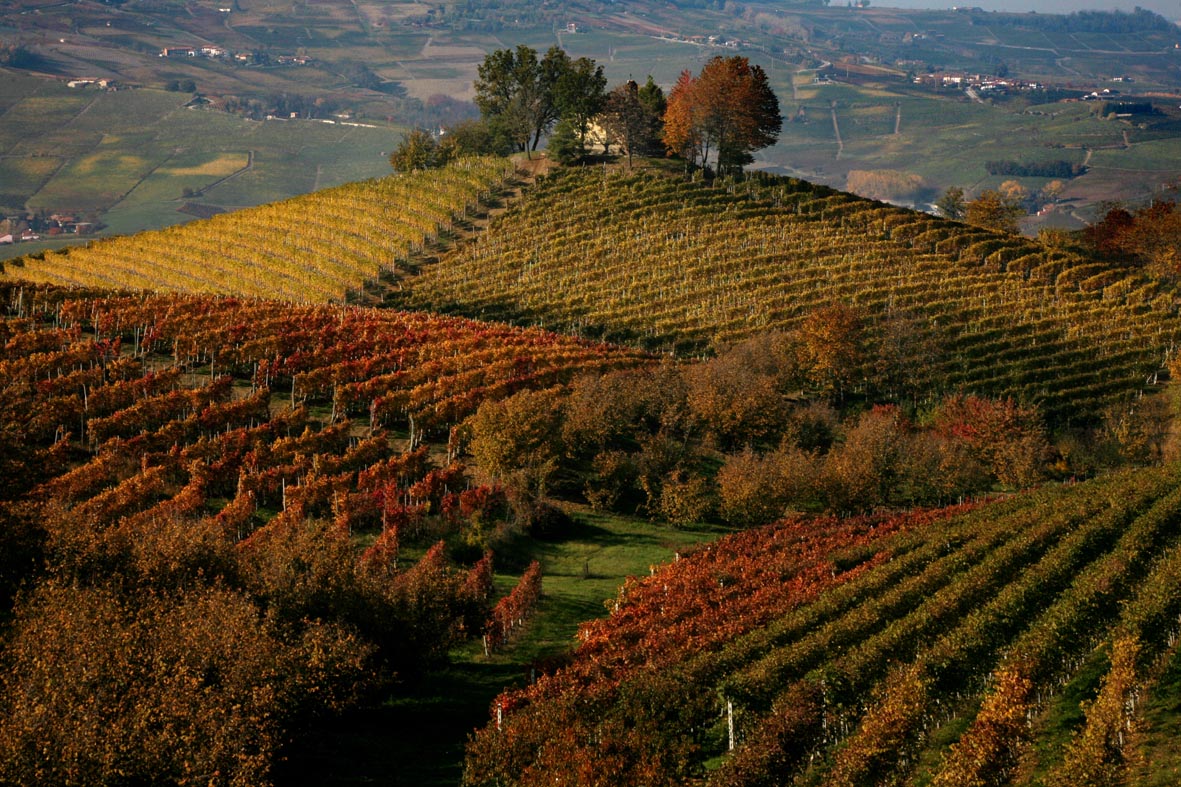 1_Bruno Murialdo_ Le Langhe in autunno